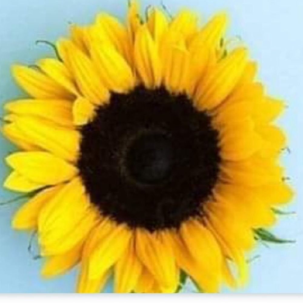 Meet your Posher, Nannsi